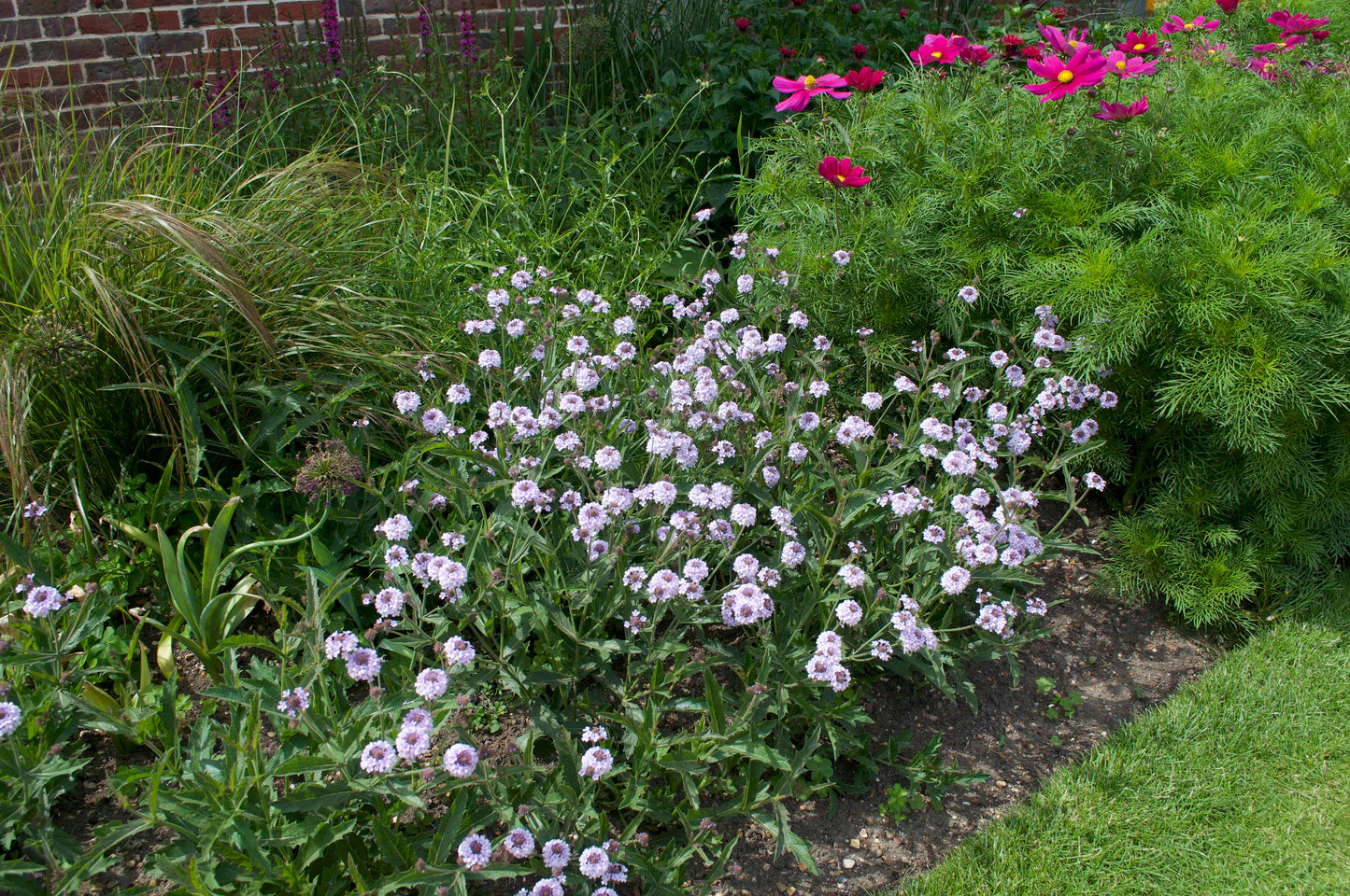 Verbena rigida Polaris