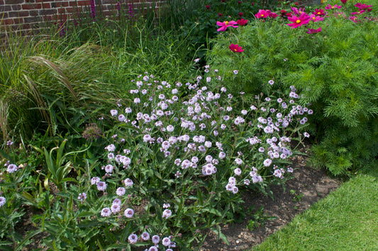 Verbena rigida Polaris