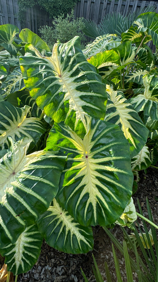Colocasia Maui Sunrise