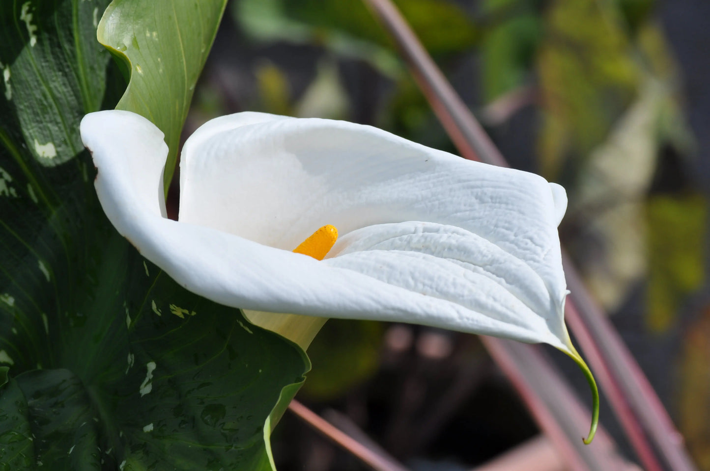 Zantedeschia aethiopica White Giant