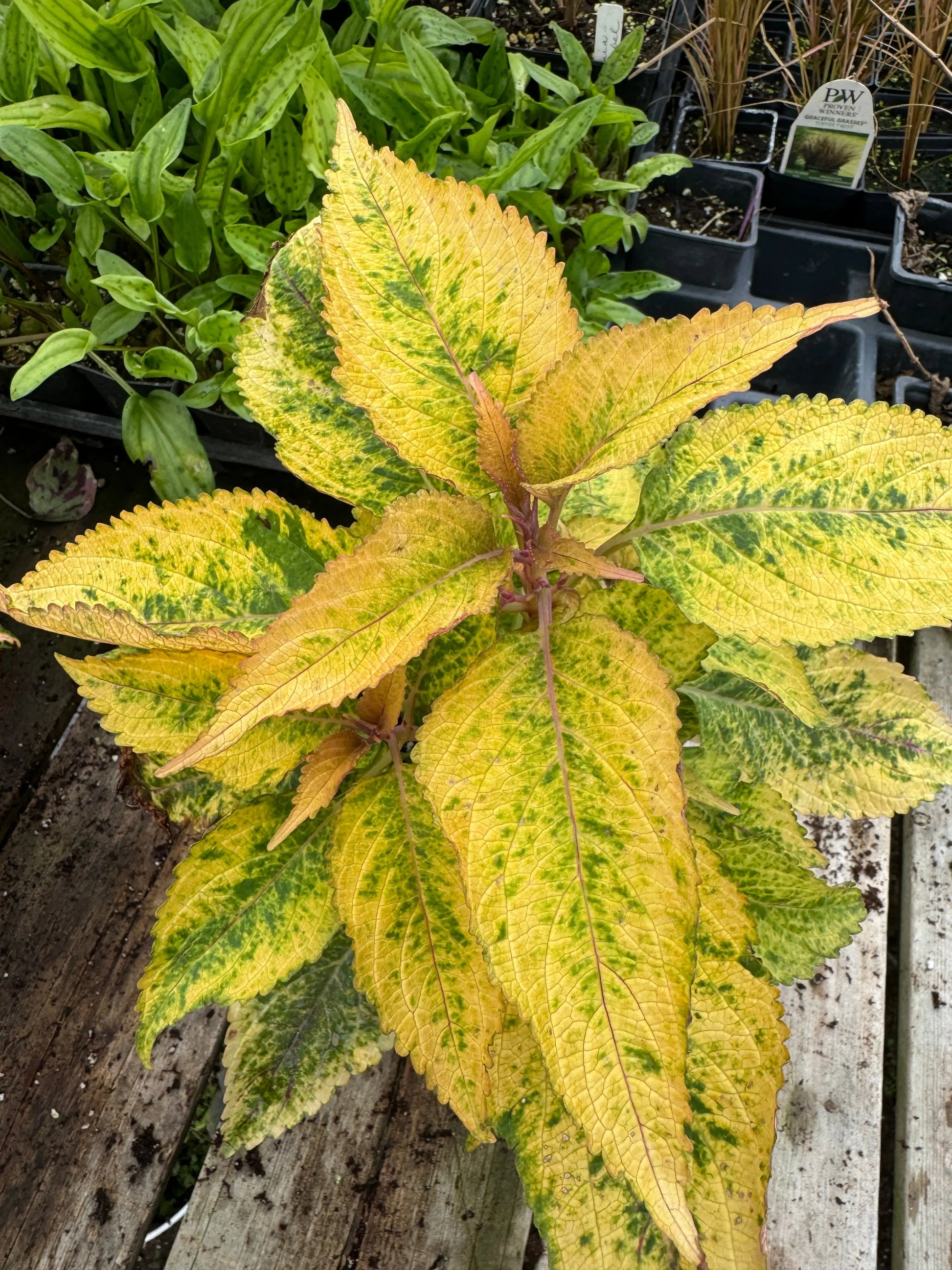 Coleus Zesty Zucchini - Mason House Garden