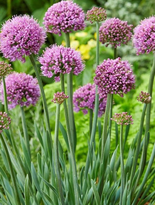 Allium Little Sapphire