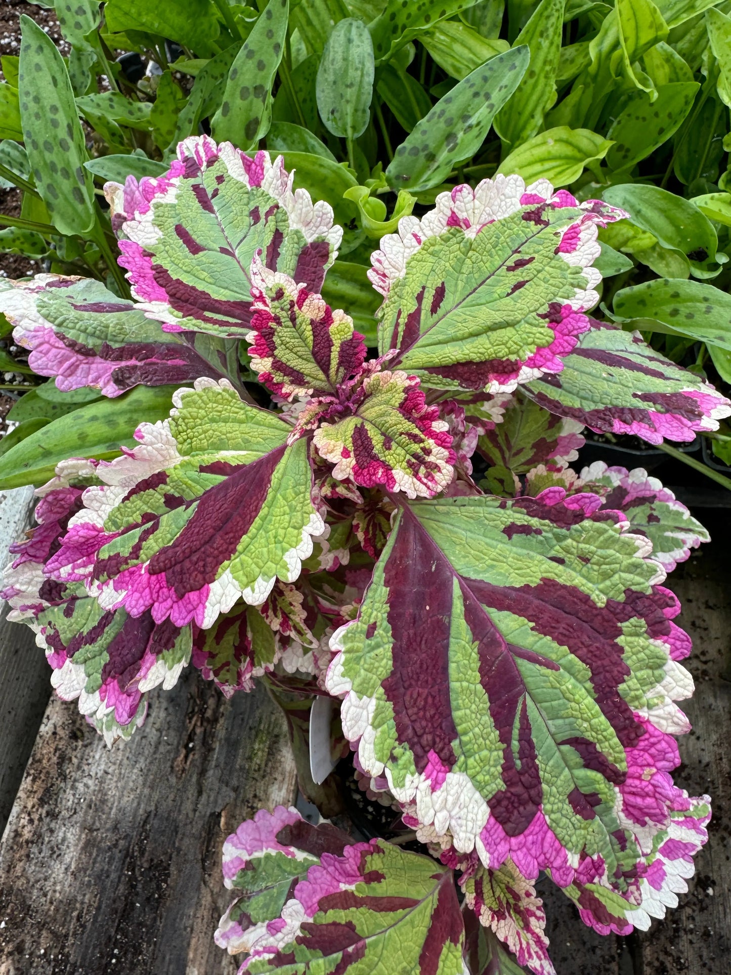 Coleus Anna