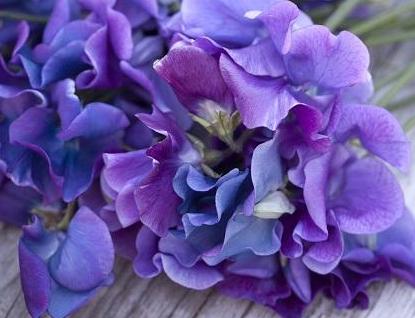 Sweet Pea Blue Shift