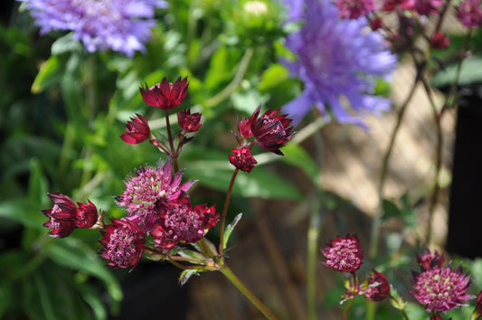 Astrantia Burgundy Manor