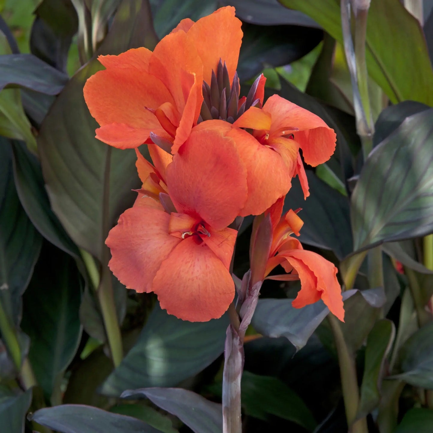 Canna Cannova Bronze Orange - Mason House Garden