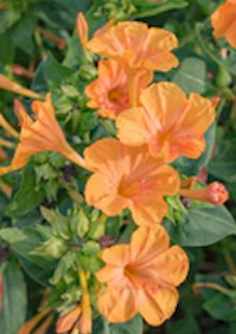 Mirabilis Orange Crush