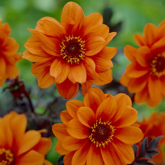 Dahlia Bishop of Oxford