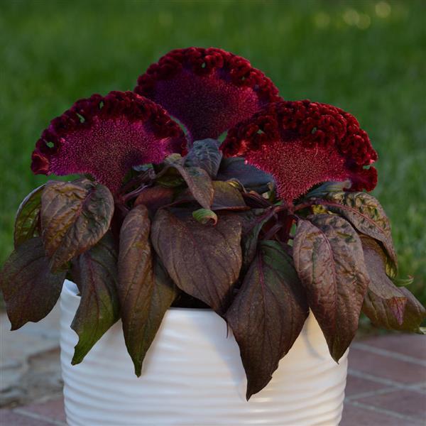 Celosia  Dracula