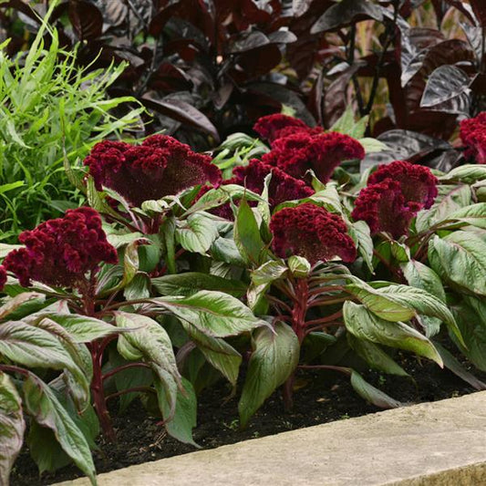 Celosia  Dracula