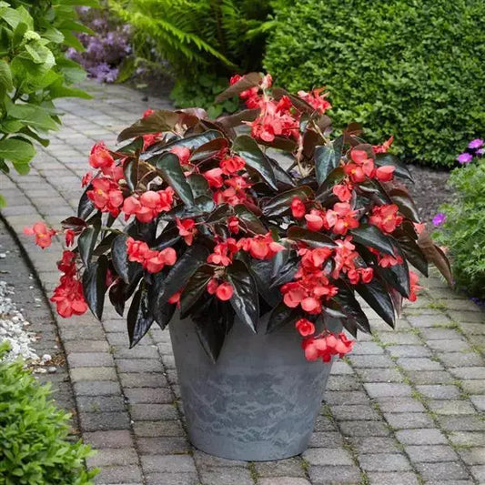 Begonia Dragon Wing Red Bronze Leaf