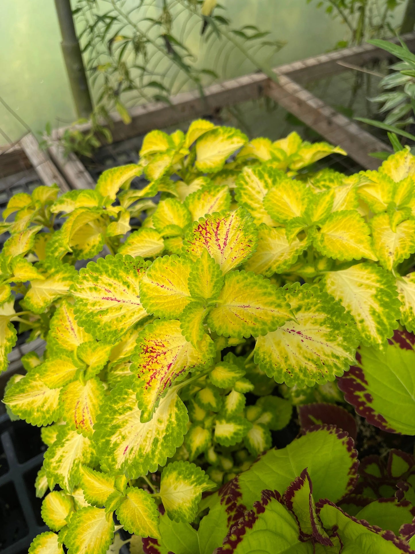 Coleus Electric Slide