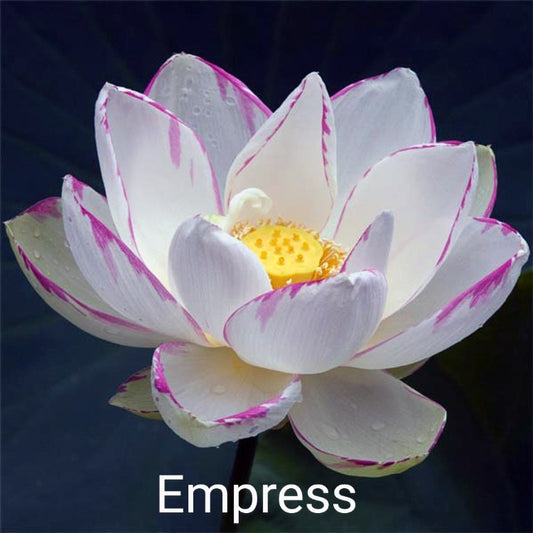 Lotus 'Empress'