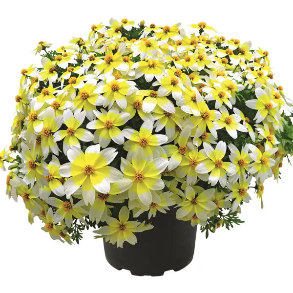 Bidens Spicy Electric White