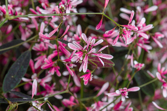 Euphorbia hypericifolia Starblast Pink