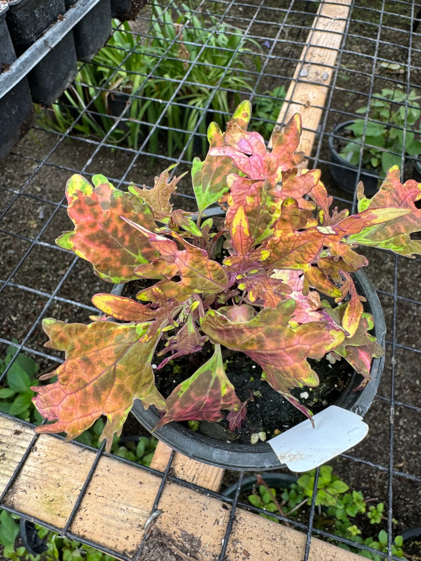 Coleus Fancy Koi