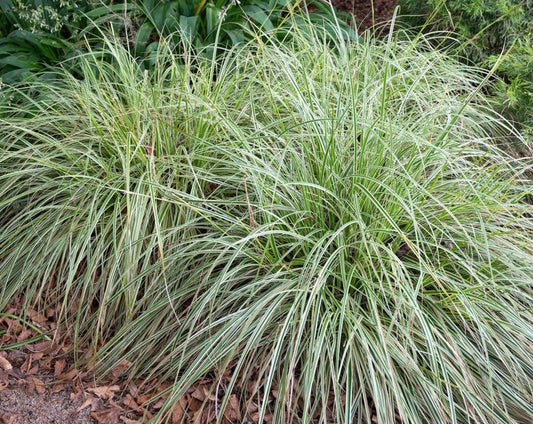 Carex Feather Falls