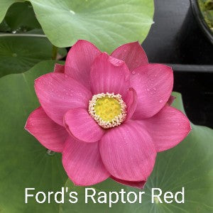 Lotus 'Ford's Raptor Red'