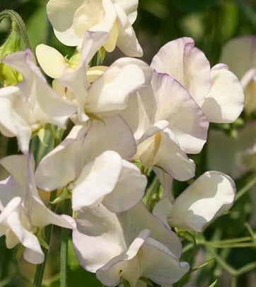 Sweet Pea High Scent
