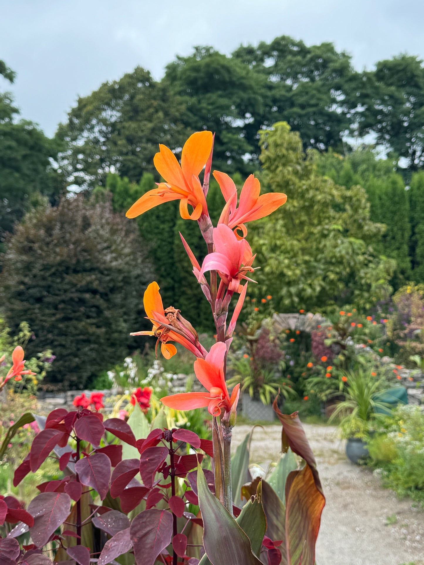 Canna Intrigue