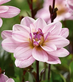 Dahlia Pacific Jewel