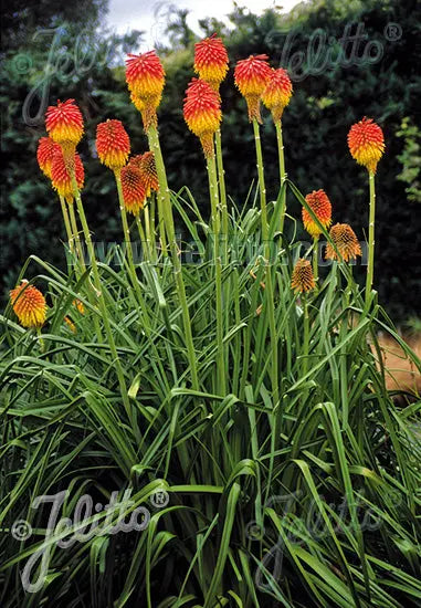 Kniphofia rooperi - Mason House Garden