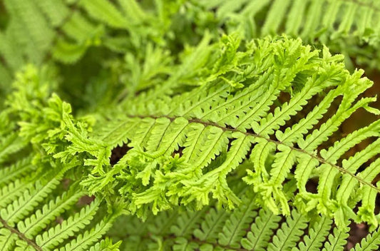 Dryopteris affinis The King