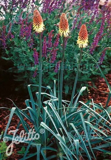 Kniphofia caulescens - Mason House Garden