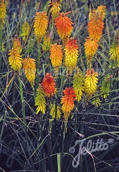 Kniphofia triangularis