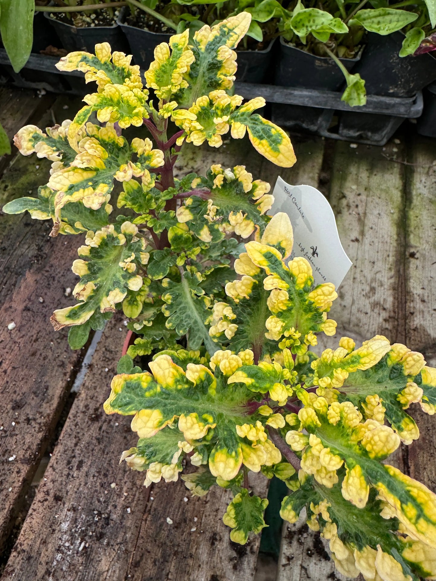 Coleus Lemon Coral - Mason House Garden