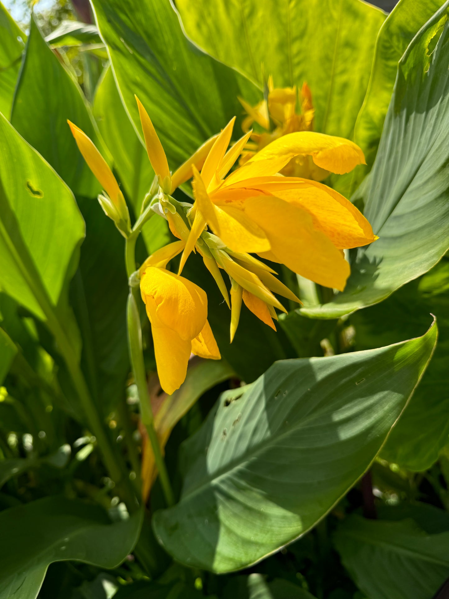 Canna Lemon Punch