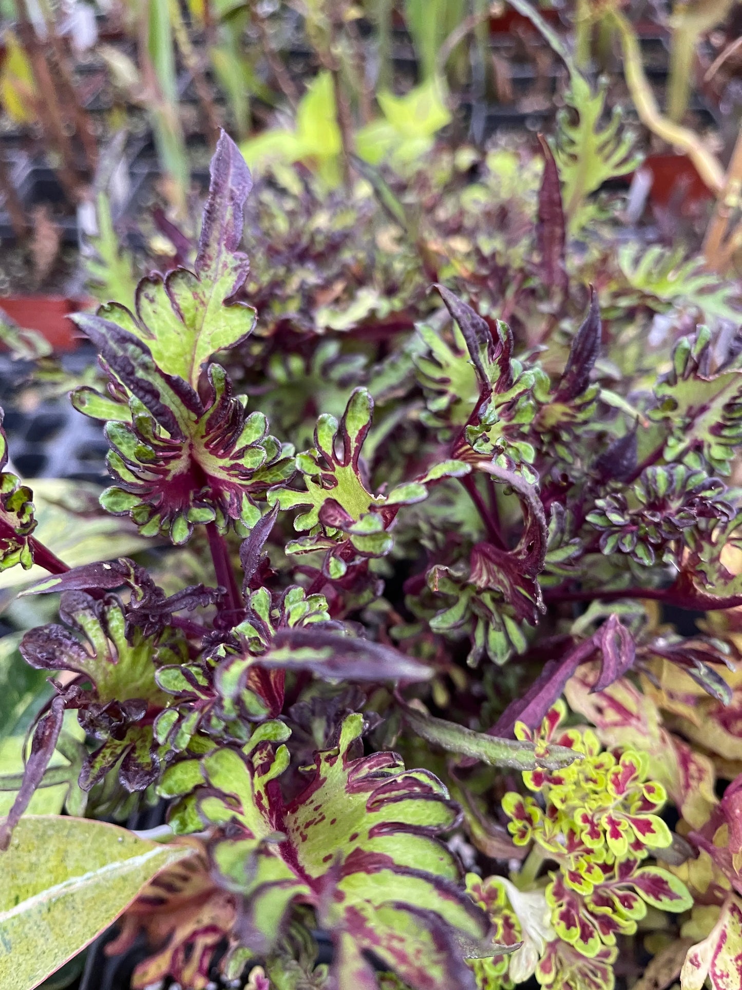 Coleus Lime Shrimp