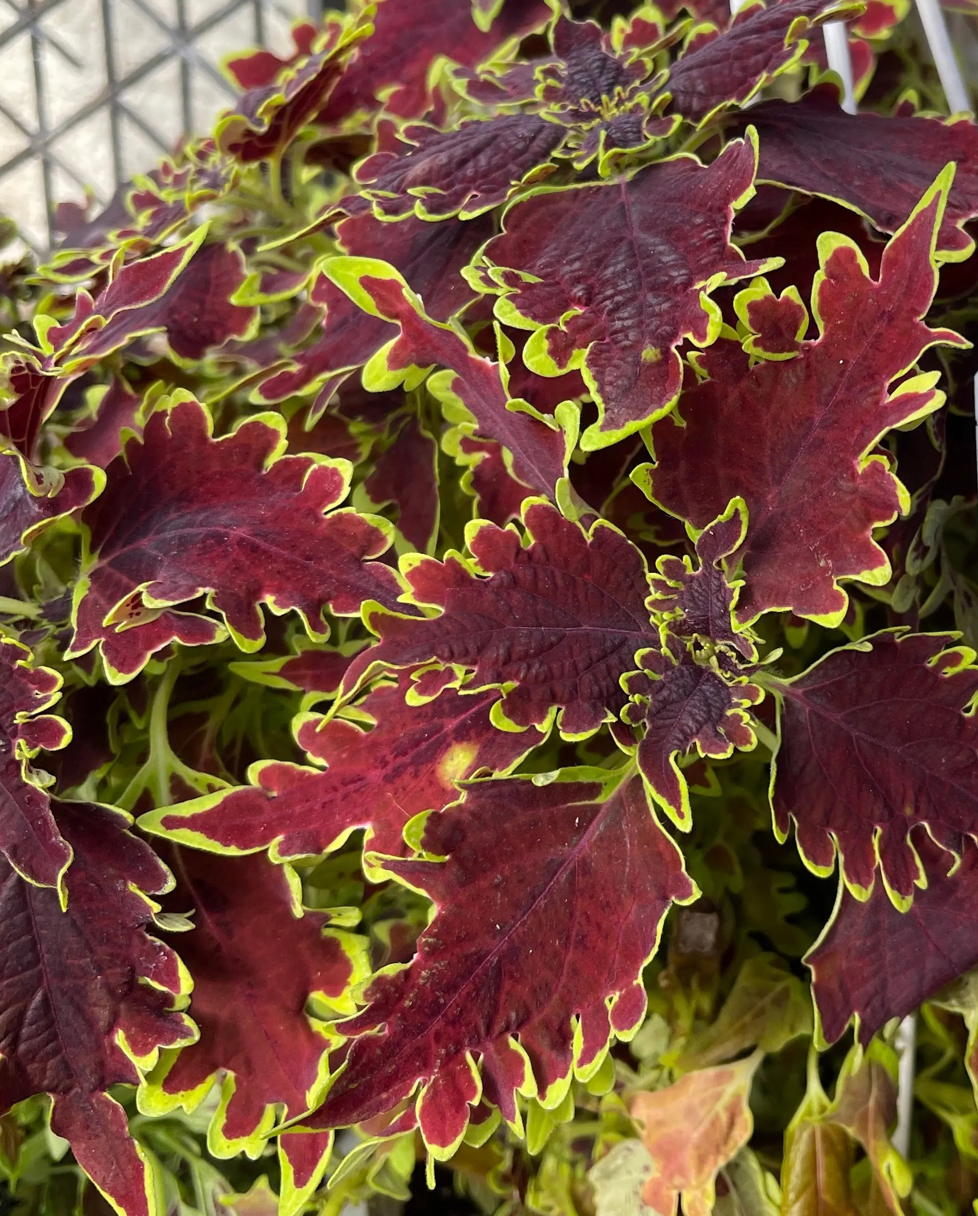 Coleus Limewire - Mason House Garden