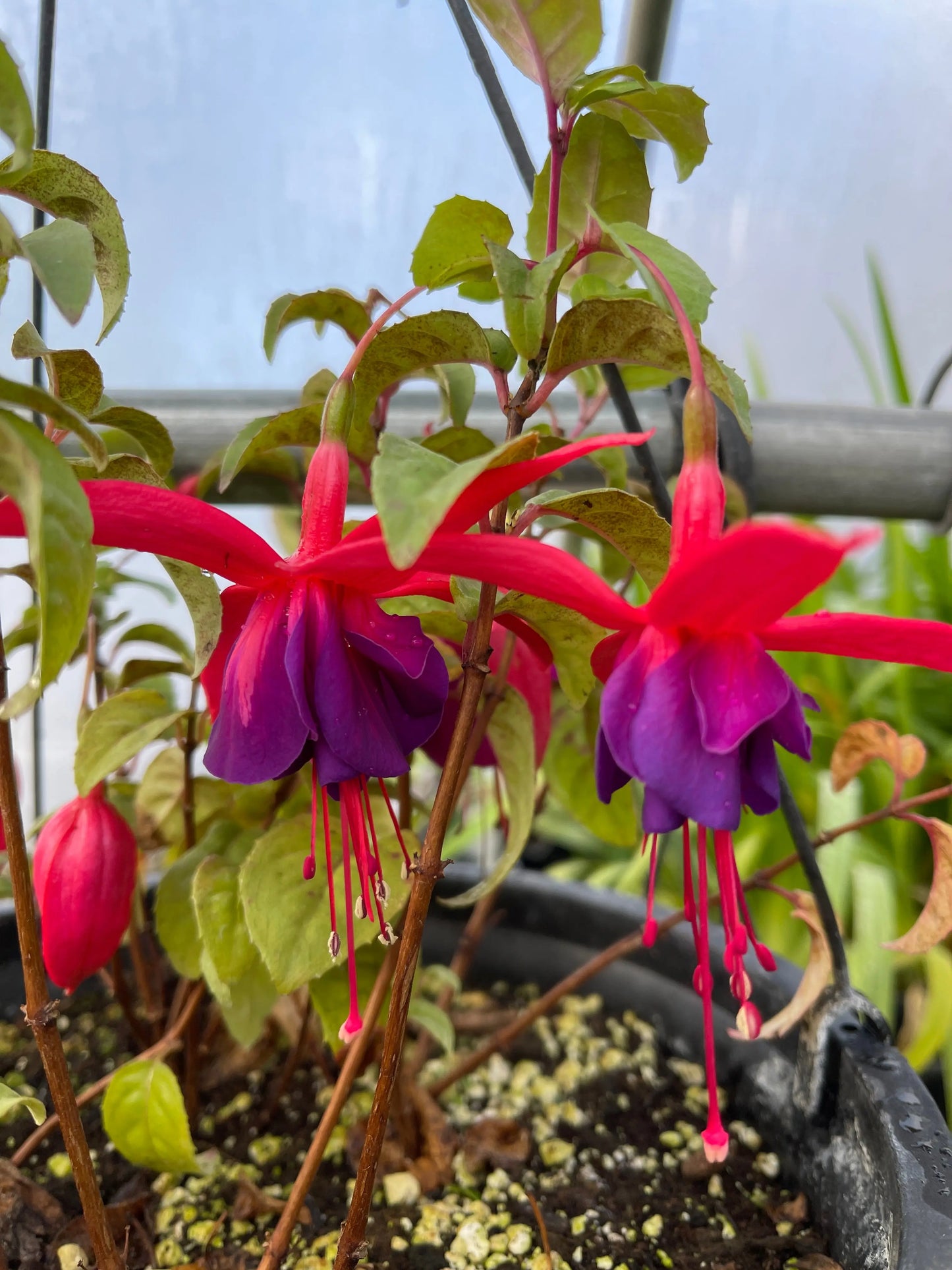 Fuchsia Maori Maid - Mason House Garden