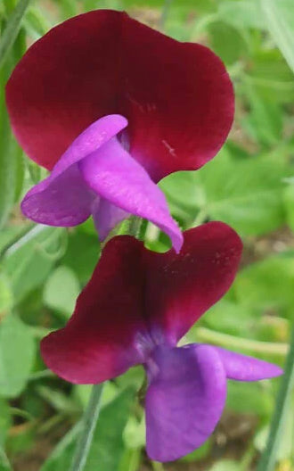 Sweet Pea Matucana