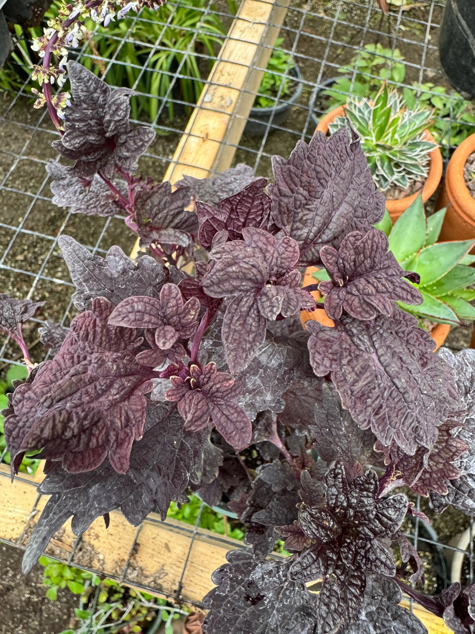 Coleus Midnight Rambler - Mason House Garden