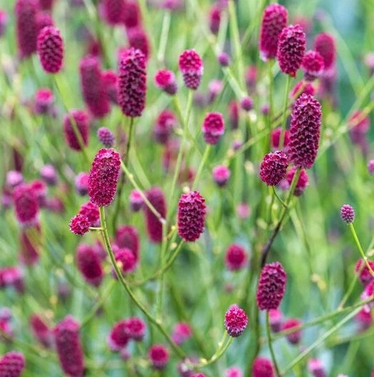 Sanguisorba Miss Elly
