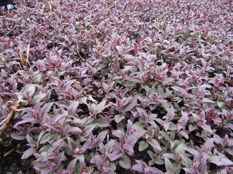 Monarda Mojo
