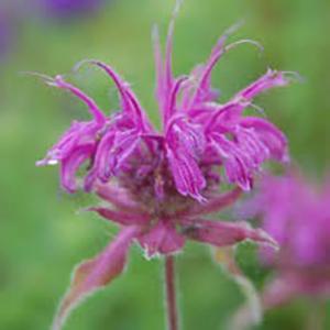 Monarda Mojo