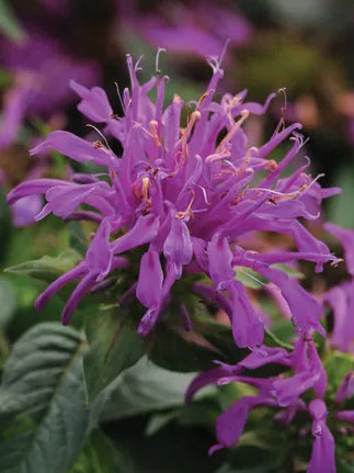 Monarda Humdinger