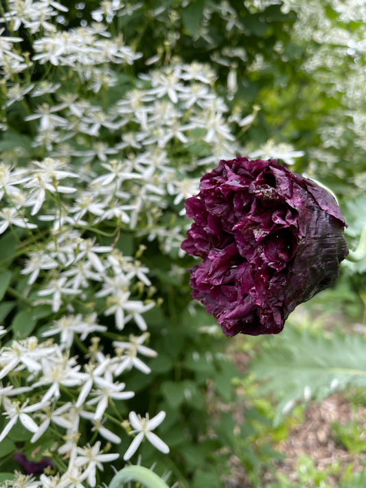 Papaver somniferum Black Peony - Mason House Garden