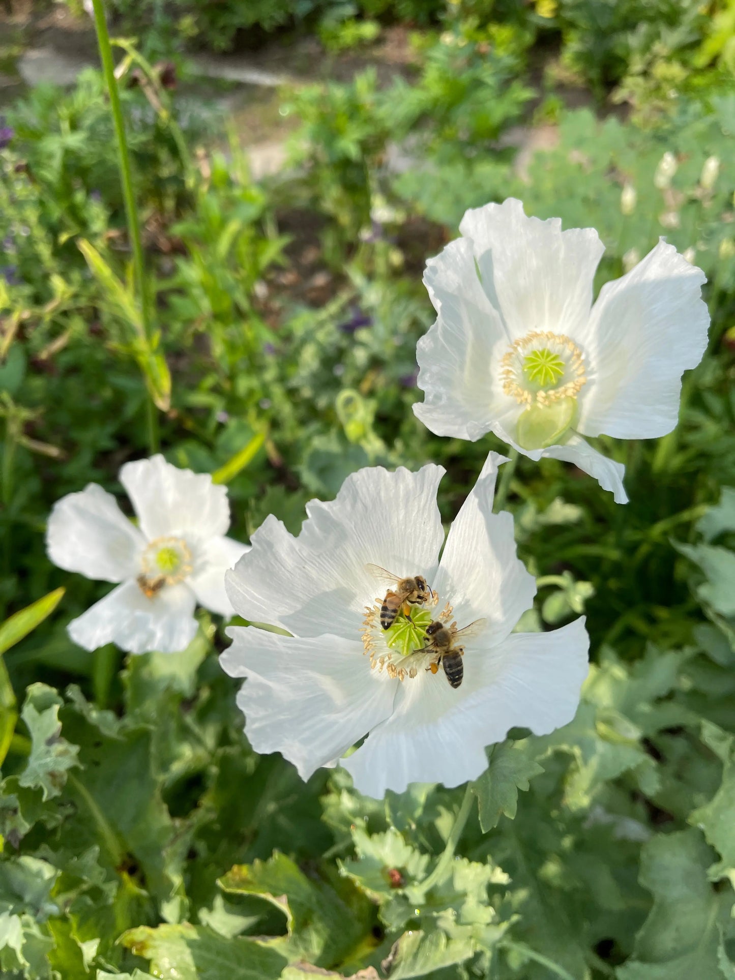 Papaver somniferum Sissinghurst White