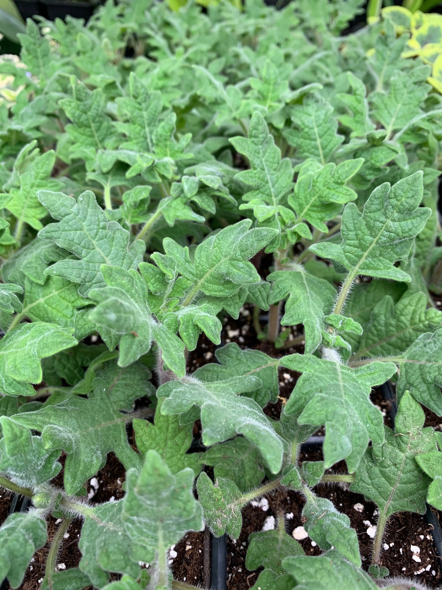 Plectranthus Duckfoot - Mason House Garden