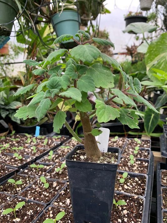 Plectranthus ernstii