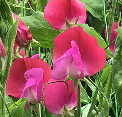 Sweet Pea Prince Edward of York