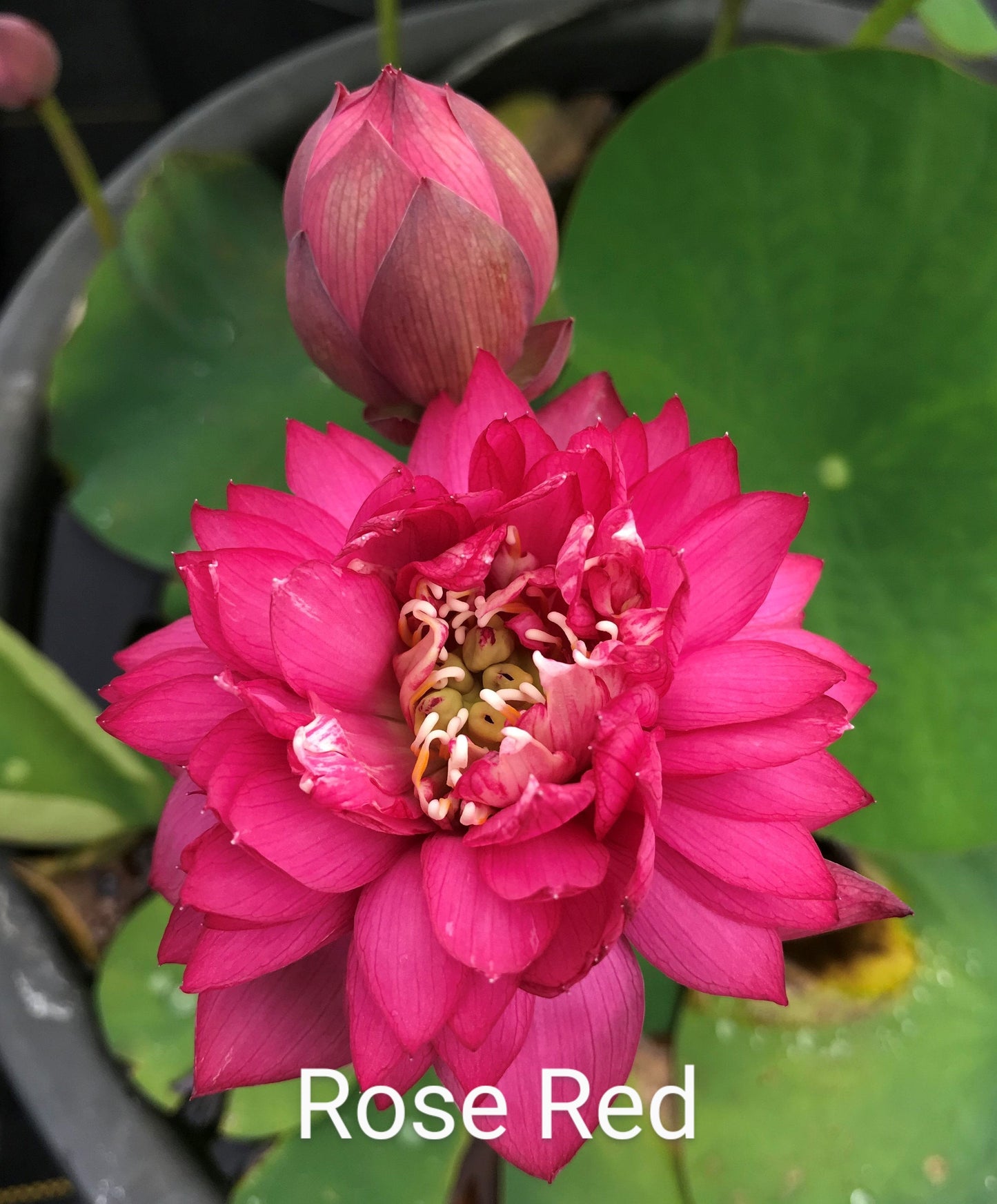Lotus 'Rose Red'