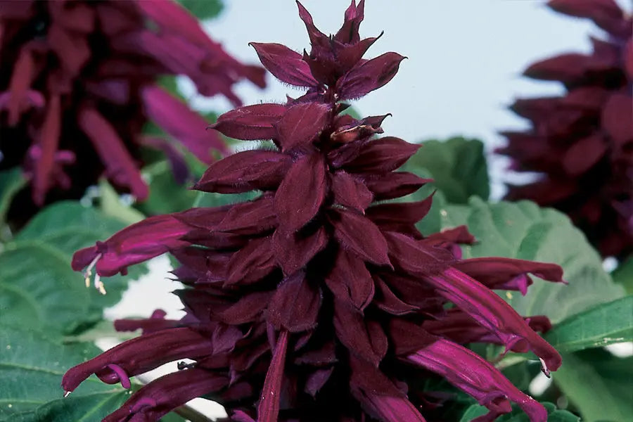 Salvia splendens Amore Purple - Mason House Garden