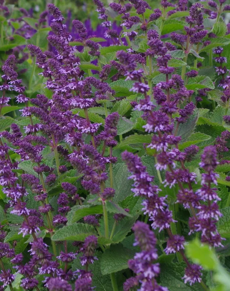 Salvia verticillata Hannay's Blue