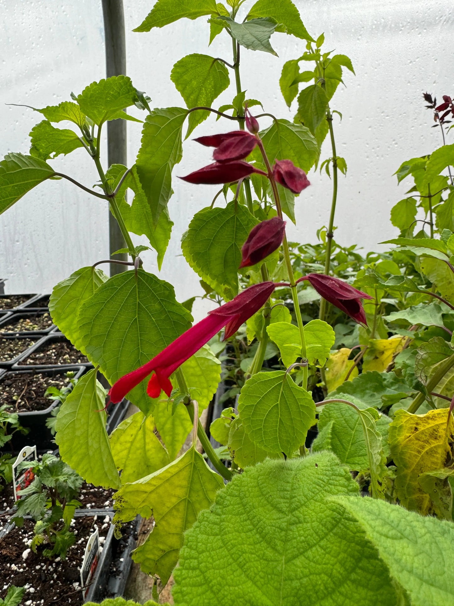 Salvia van houttii - Mason House Garden