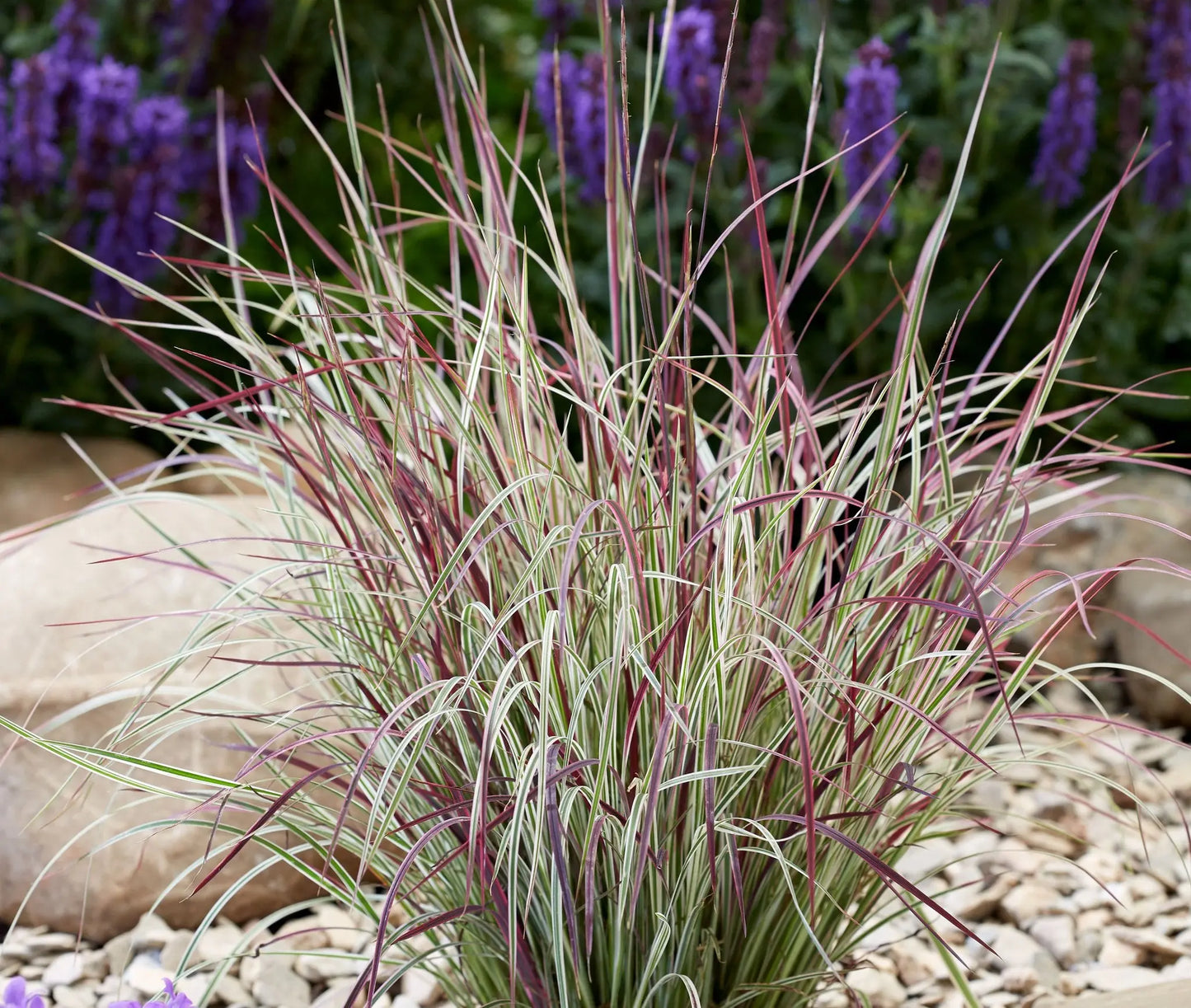 Schizachyrium Chameleon - Mason House Garden